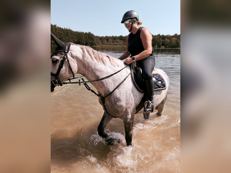 Oldenburger Springpferd Stute 6 Jahre 167 cm Apfelschimmel in Westerstede