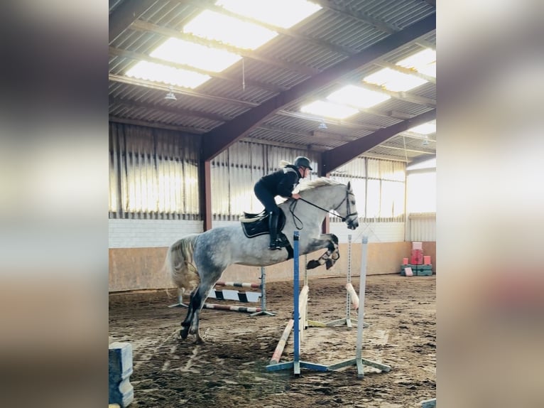 Oldenburger Springpferd Stute 6 Jahre 167 cm Apfelschimmel in Westerstede