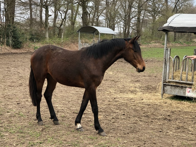 Oldenburger Springpferd Stute 6 Jahre 167 cm Brauner in Großrinderfeld
