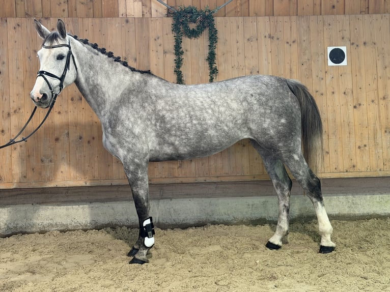 Oldenburger Springpferd Stute 6 Jahre 168 cm Apfelschimmel in Riedlingen
