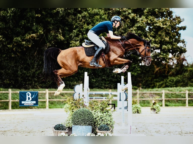 Oldenburger Springpferd Stute 6 Jahre 168 cm Brauner in Gro&#xDF;ostheim