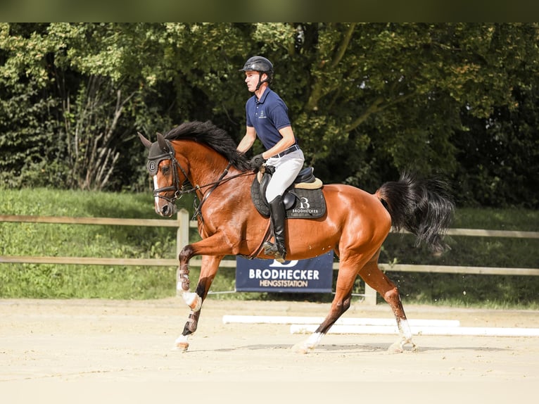 Oldenburger Springpferd Stute 6 Jahre 168 cm Brauner in Gro&#xDF;ostheim