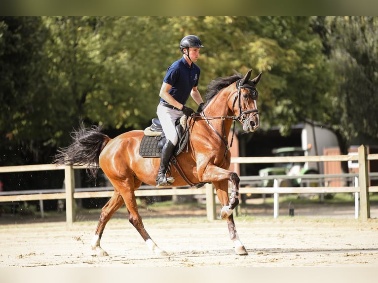 Oldenburger Springpferd Stute 6 Jahre 168 cm Brauner in Gro&#xDF;ostheim
