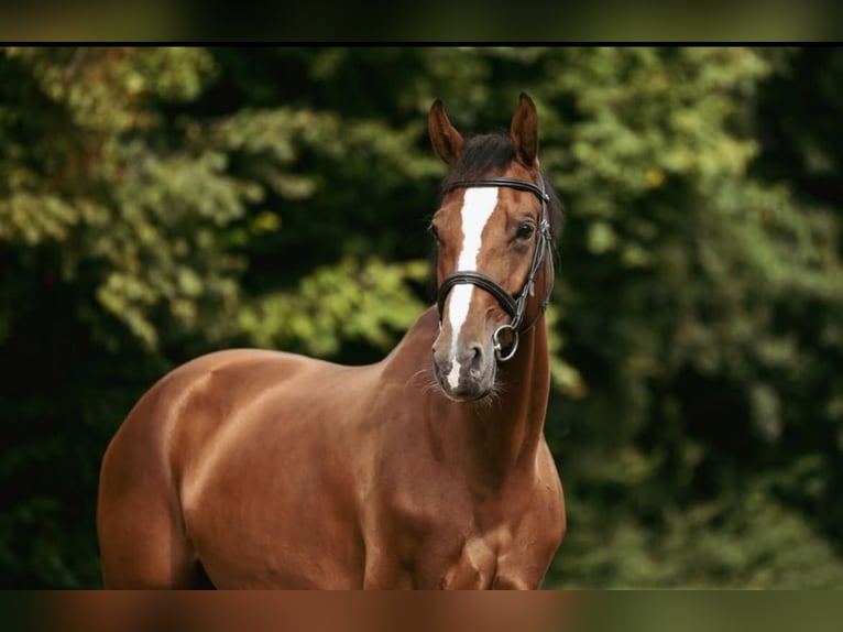 Oldenburger Springpferd Stute 6 Jahre 168 cm Brauner in Simmershofen