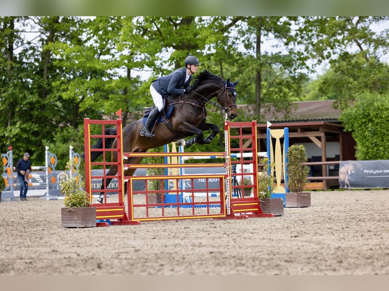 Oldenburger Springpferd Stute 6 Jahre 168 cm Brauner in Visbek