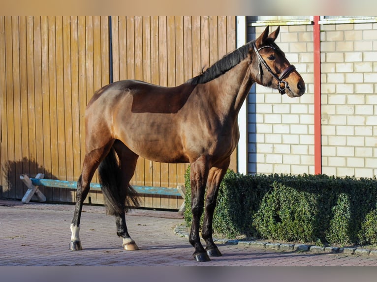 Oldenburger Springpferd Stute 6 Jahre 168 cm Brauner in Wedemark