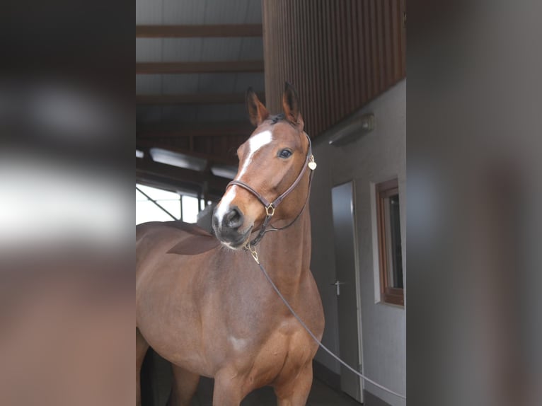 Oldenburger Springpferd Stute 6 Jahre 168 cm Brauner in Erharting