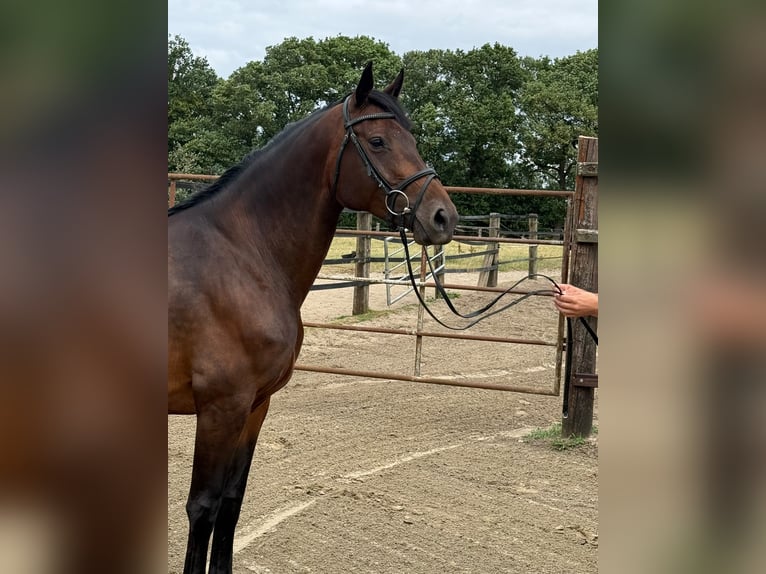 Oldenburger Springpferd Stute 6 Jahre 168 cm Dunkelbrauner in Cloppenburg