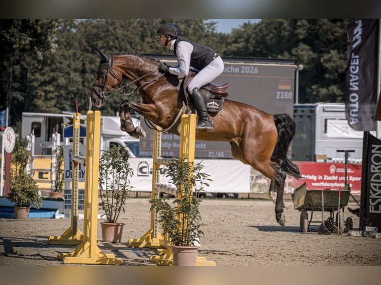 Oldenburger Springpferd Stute 6 Jahre 169 cm Brauner in DortmundDortmund