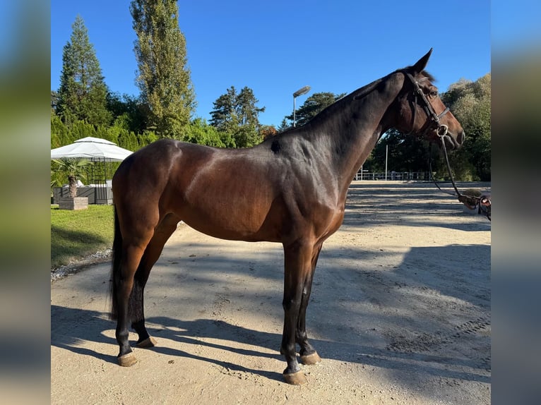 Oldenburger Springpferd Stute 6 Jahre 169 cm Brauner in Biberist SO