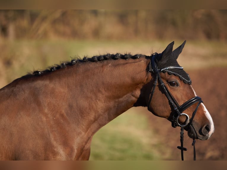 Oldenburger Springpferd Stute 6 Jahre 169 cm Brauner in Schenklengsfeld