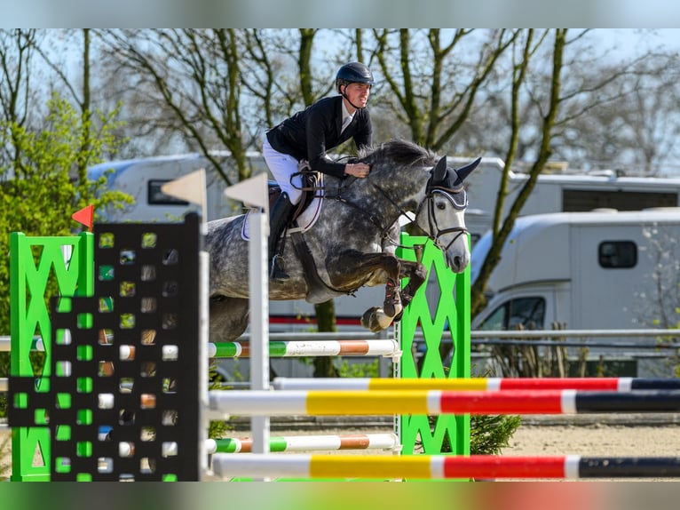 Oldenburger Springpferd Stute 6 Jahre 169 cm Schimmel in Garrel