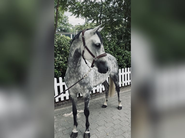 Oldenburger Springpferd Stute 6 Jahre 170 cm Apfelschimmel in Frankfurt am Main