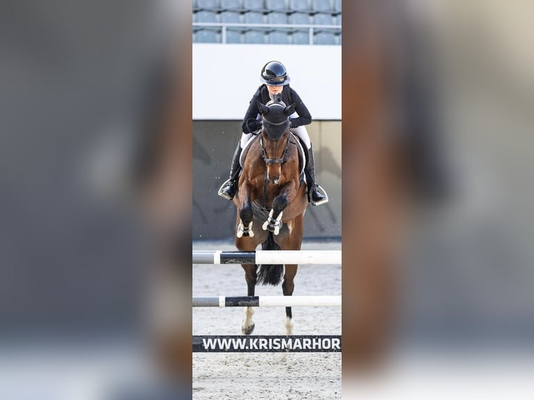 Oldenburger Springpferd Stute 6 Jahre 170 cm Brauner in Heinsberg