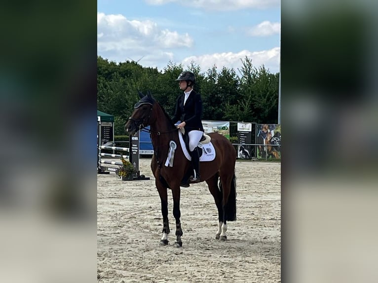Oldenburger Springpferd Stute 6 Jahre 170 cm Brauner in Heinsberg