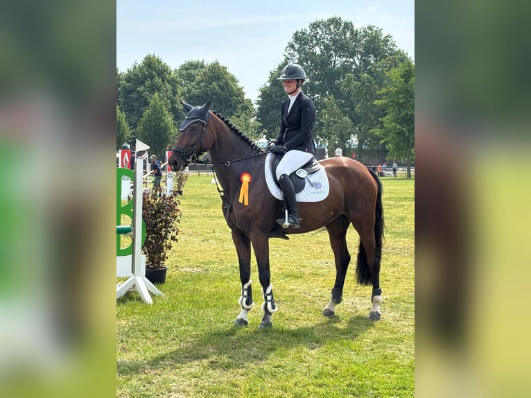 Oldenburger Springpferd Stute 6 Jahre 170 cm Brauner in Heinsberg