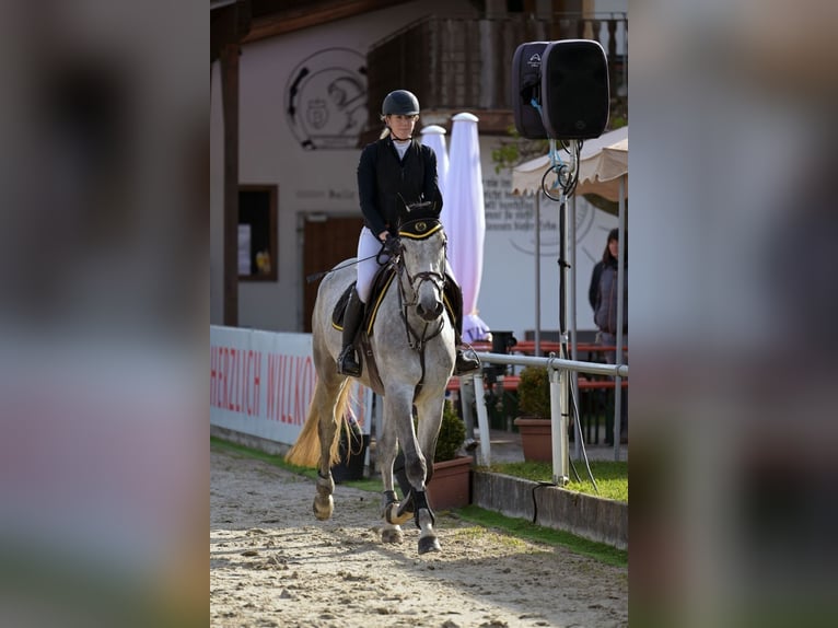 Oldenburger Springpferd Stute 6 Jahre 170 cm Schimmel in Coburg