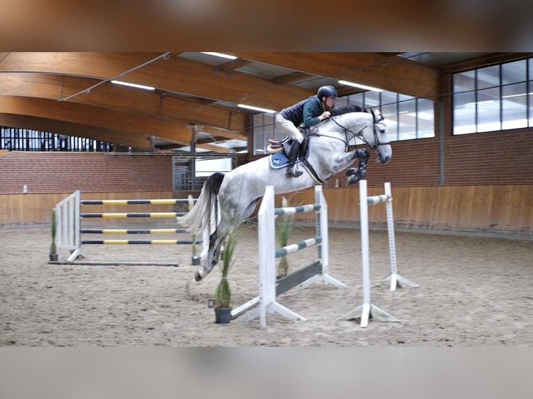 Oldenburger Springpferd Stute 6 Jahre 170 cm Schimmel in Ankum