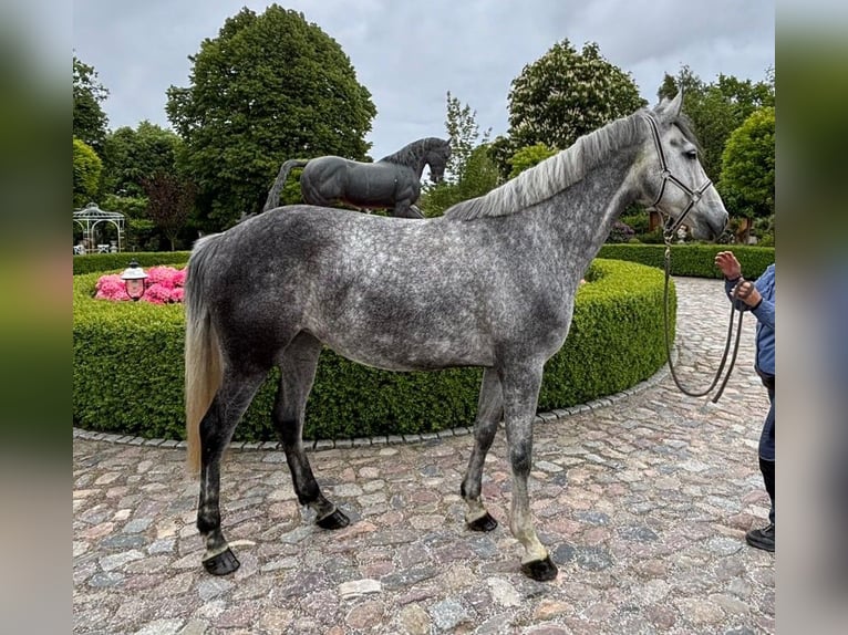 Oldenburger Springpferd Stute 6 Jahre 170 cm Schimmel in Satow