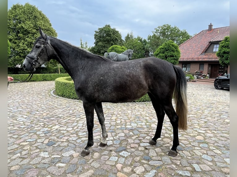 Oldenburger Springpferd Stute 6 Jahre 170 cm Schimmel in Satow