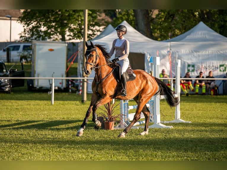 Oldenburger Springpferd Stute 6 Jahre 171 cm Brauner in Kühren-Burkartshain