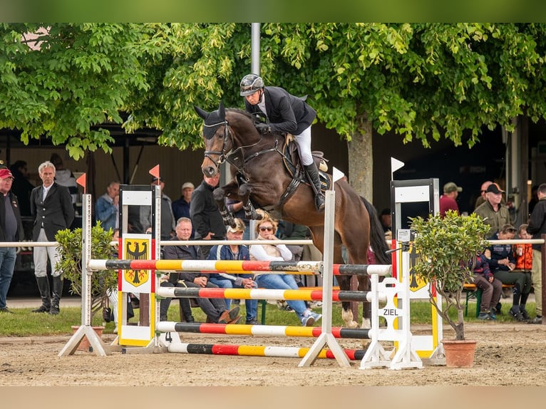 Oldenburger Springpferd Stute 6 Jahre 171 cm Dunkelbrauner in Braunsbedra
