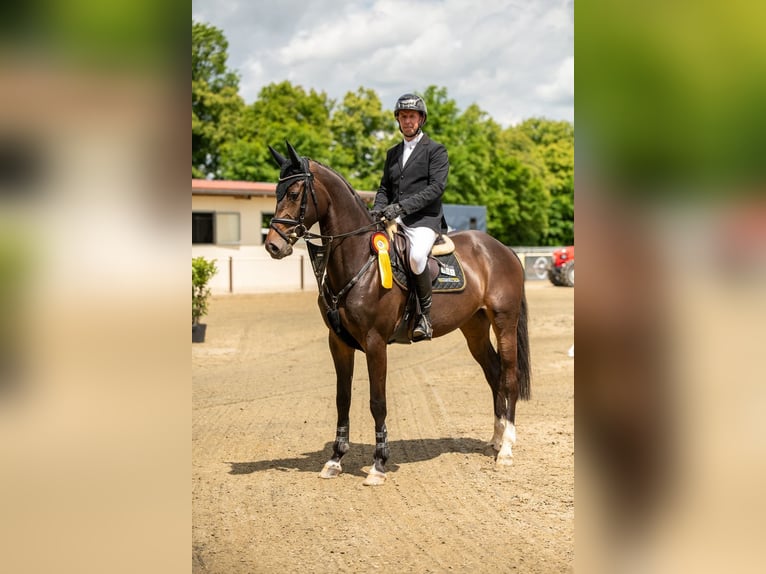 Oldenburger Springpferd Stute 6 Jahre 171 cm Dunkelbrauner in Braunsbedra