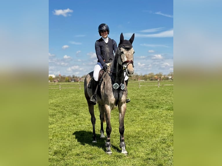 Oldenburger Springpferd Stute 6 Jahre 171 cm Schimmel in Wietzen