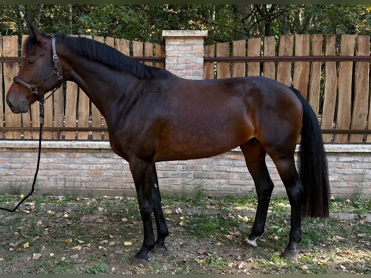 Oldenburger Springpferd Stute 6 Jahre 172 cm Brauner in Loipersbach im Burgenland Oldenburger Springpferd Stute 6 Jahre 172 cm Brauner in Loipersbach im Burgenland