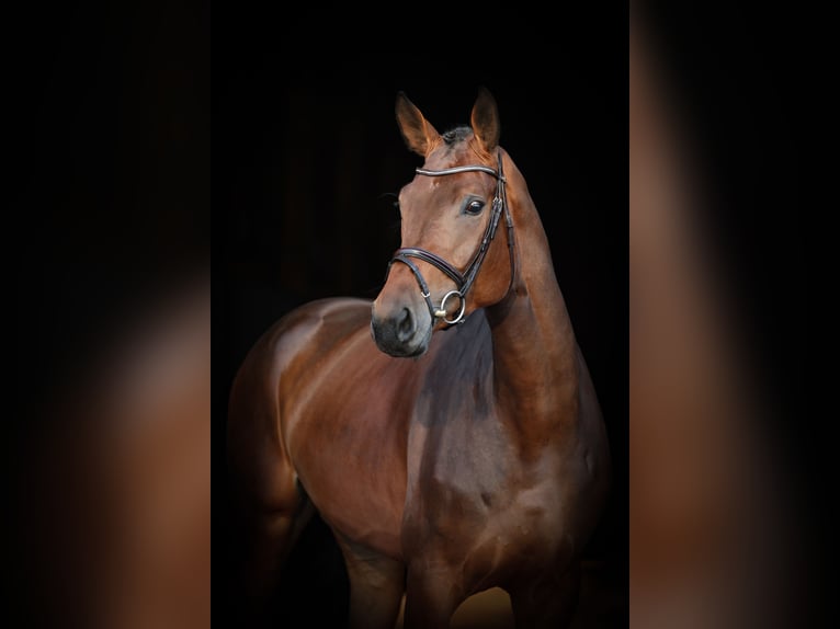 Oldenburger Springpferd Stute 6 Jahre 172 cm Dunkelbrauner in Lastrup