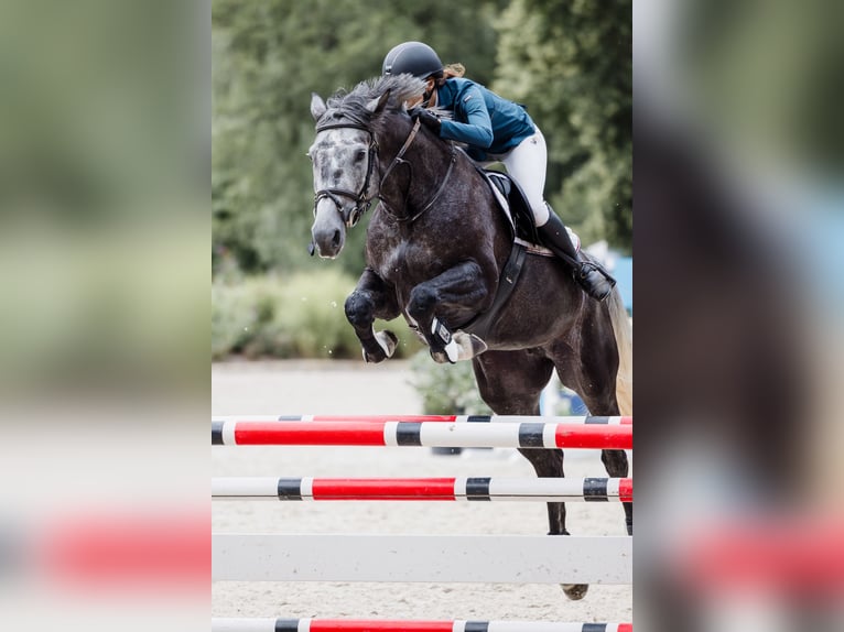 Oldenburger Springpferd Stute 6 Jahre 172 cm Schimmel in Tuhan
