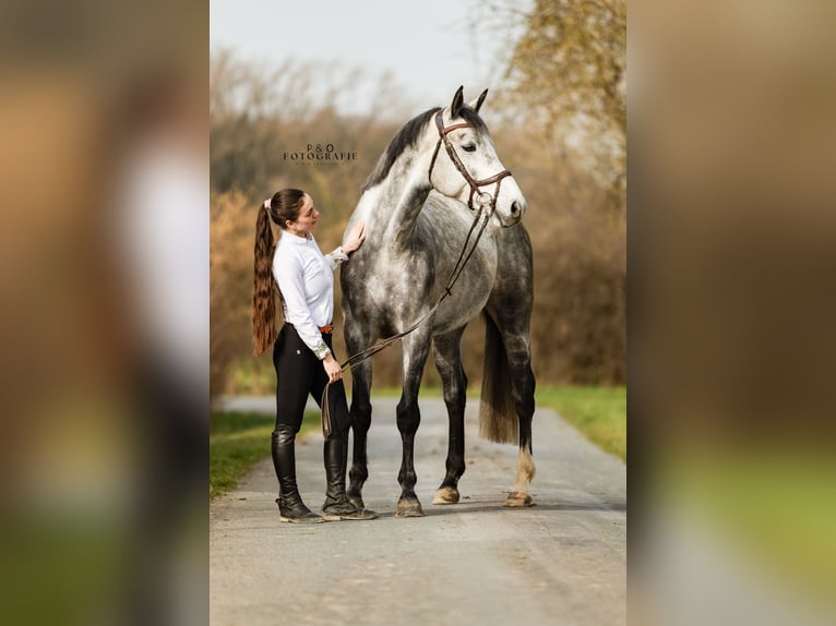 Oldenburger Springpferd Stute 6 Jahre 172 cm Schimmel in Sendenhorst