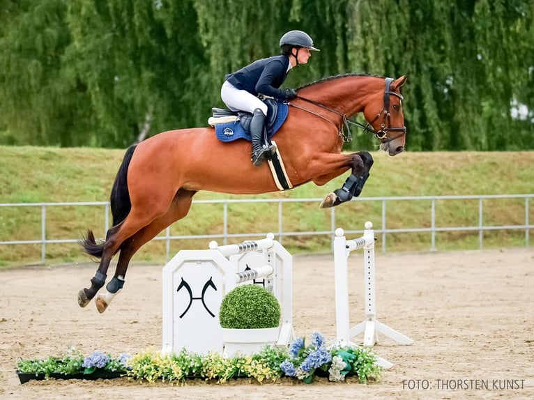 Oldenburger Springpferd Stute 6 Jahre 174 cm Brauner in Verden