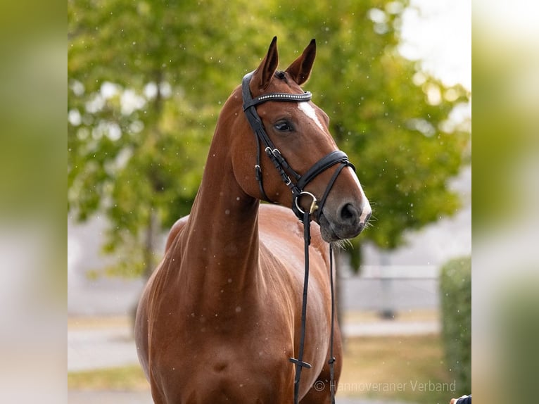 Oldenburger Springpferd Stute 6 Jahre 174 cm Brauner in Verden