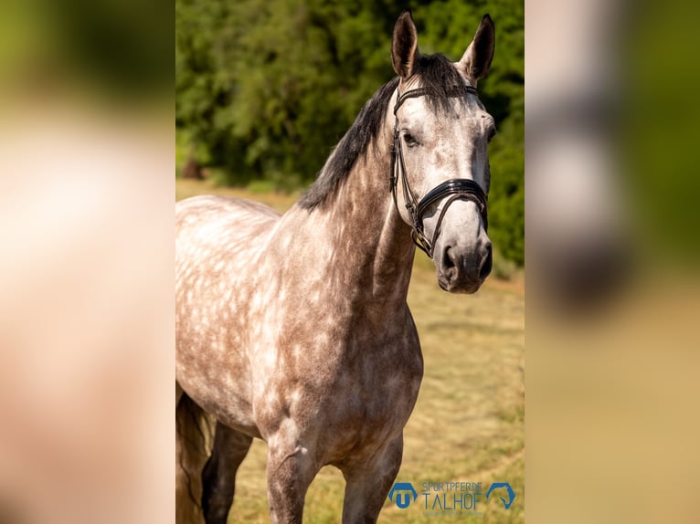 Oldenburger Springpferd Stute 6 Jahre 175 cm Schimmel in Gomadingen