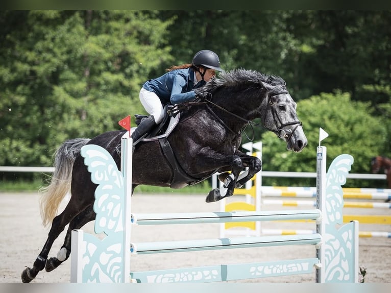 Oldenburger Springpferd Stute 6 Jahre 175 cm Schimmel in Obrok