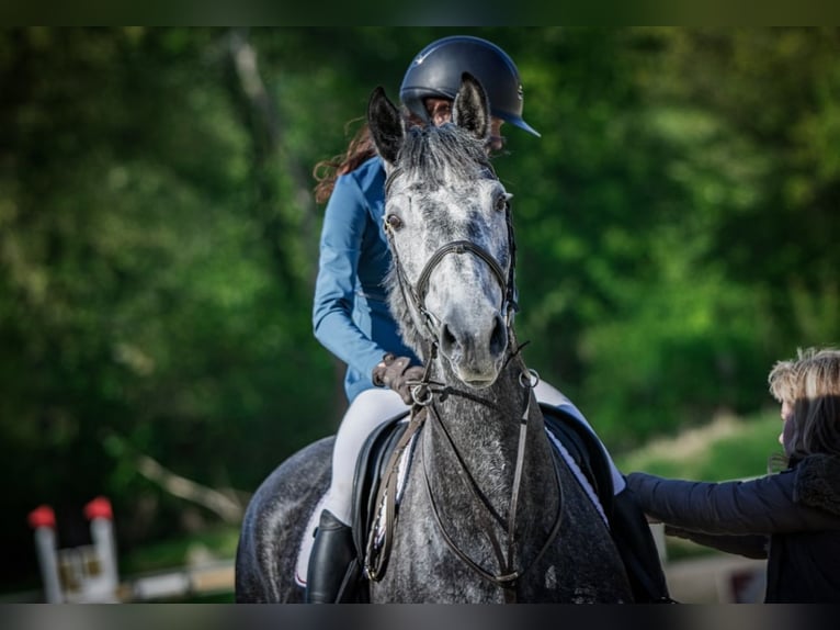 Oldenburger Springpferd Stute 6 Jahre 175 cm Schimmel in Obrok