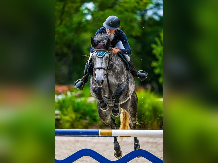 Oldenburger Springpferd Stute 6 Jahre 175 cm Schimmel in Obrok