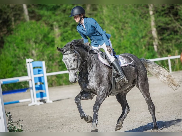 Oldenburger Springpferd Stute 6 Jahre 175 cm Schimmel in Obrok