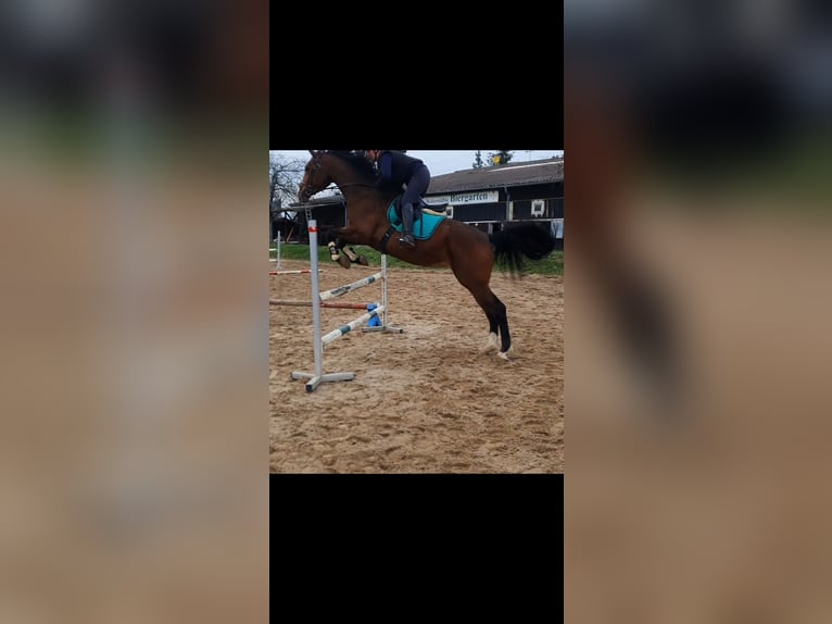 Oldenburger Springpferd Stute 6 Jahre 176 cm Brauner in Stuttgart Vaihingen