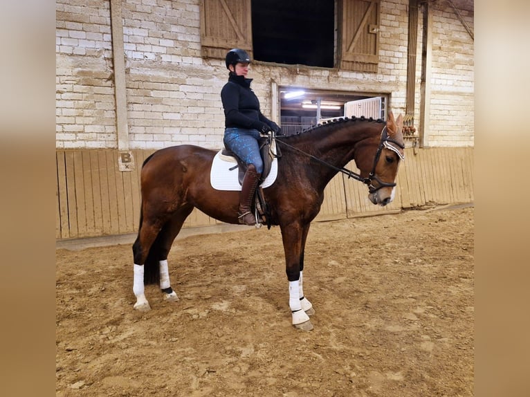 Oldenburger Springpferd Stute 6 Jahre 176 cm Brauner in Stuttgart Vaihingen
