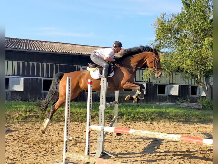 Oldenburger Springpferd Stute 6 Jahre 176 cm Brauner in Stuttgart Vaihingen