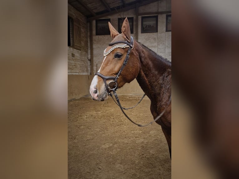 Oldenburger Springpferd Stute 6 Jahre 176 cm Brauner in Stuttgart Vaihingen