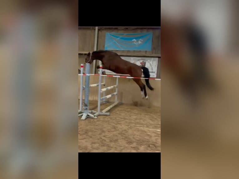 Oldenburger Springpferd Stute 6 Jahre 176 cm Brauner in Stuttgart Vaihingen