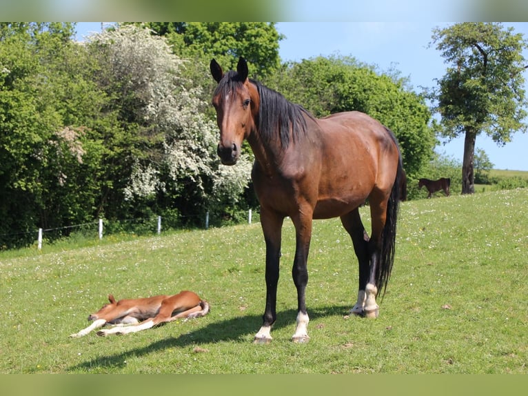 Oldenburger Springpferd Stute 6 Jahre Brauner in K&#xFC;rten