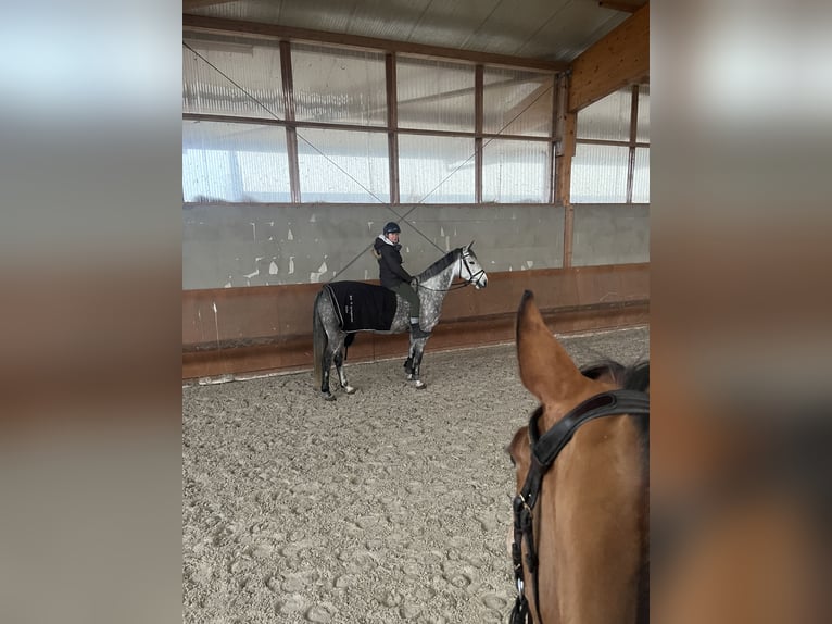 Oldenburger Springpferd Stute 7 Jahre 160 cm Apfelschimmel in Albertinhof