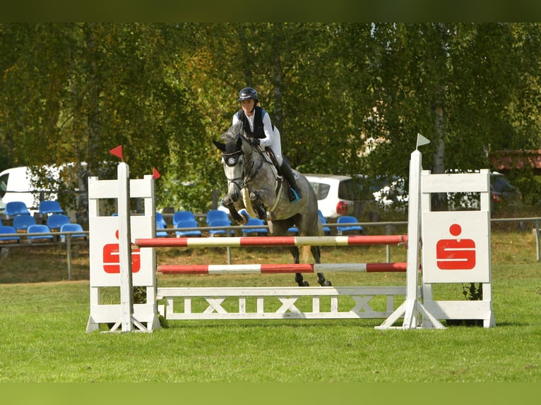 Oldenburger Springpferd Stute 7 Jahre 162 cm Schimmel in Rodenwalde