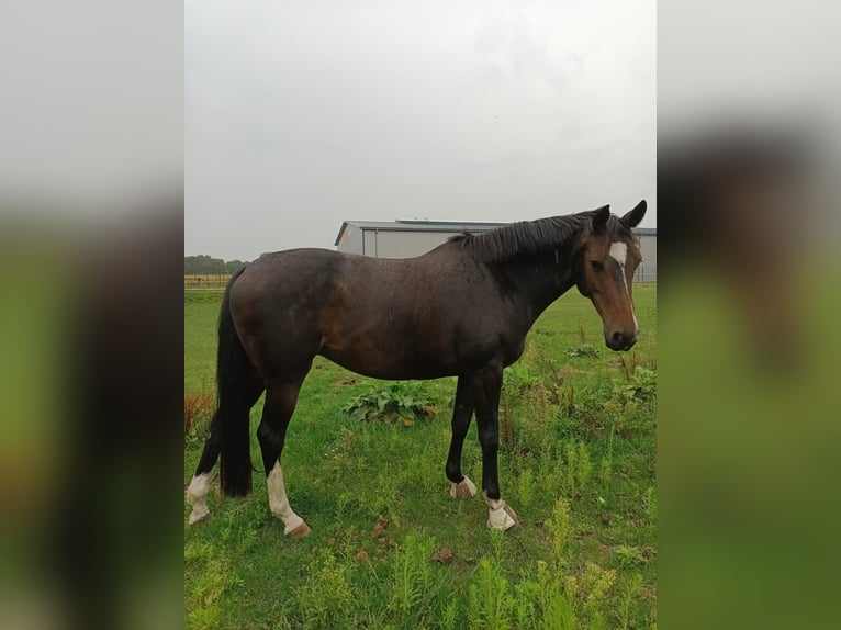 Oldenburger Springpferd Stute 7 Jahre 164 cm Brauner in Steinfeld (Oldenburg)