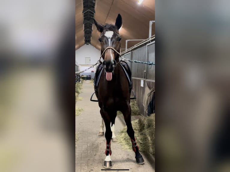Oldenburger Springpferd Stute 7 Jahre 164 cm Brauner in Steinfeld (Oldenburg)