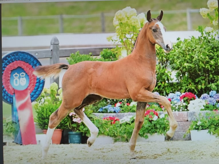 Oldenburger Springpferd Stute 7 Jahre 164 cm Brauner in Steinfeld (Oldenburg)